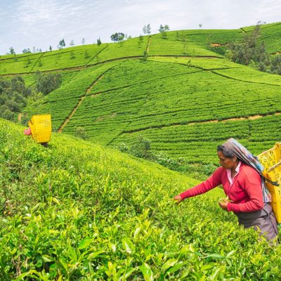 Nuwara Eliya